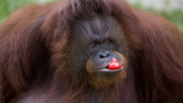 In this Friday, May 1, 2020, photo, a female orangutan named Amidah eats donated fruit, inside her enclosure at Medan Zoo in Medan, North Sumatra, Indonesia. It has been more than a month since the zoo closed for visitors as part of efforts to stop the spread of the coronavirus. With no income to buy food for the animals, the management appealed for outside help. (AP Photo/Binsar Bakkara)