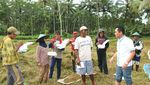 Heboh Karena Adu Mulut, Bupati Lumajang Hobi Panen dan Makan di Sawah