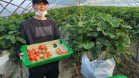 Baru-baru ini Suga terlihat pergi memanen stroberi di kebun milik paman dari Jin BTS lho! Unggahannya ini dibanjiri reaksi dari para penggemarnya. Foto: Istimewa