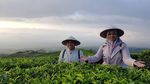 Heboh Karena Adu Mulut, Bupati Lumajang Hobi Panen dan Makan di Sawah