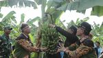 Heboh Karena Adu Mulut, Bupati Lumajang Hobi Panen dan Makan di Sawah