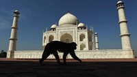 Seekor monyet melintas di depan taj Mahal, (29/9/2019). Tak disangka, karya spektakuler ini merupakan makam untuk salah satu istri raja saat itu, Mumtaz Mahal. Photo by Cameron Spencer/Getty Images.