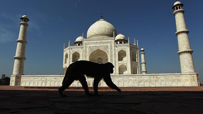 Jika pertama kali melancong ke India, patut untuk menjejak kaki di Taj Mahal. Bangunan spektakuler dari abad ke-17 tersebut masih utuh sampai saat ini, masih orisinil dengan segala pesonanya.
