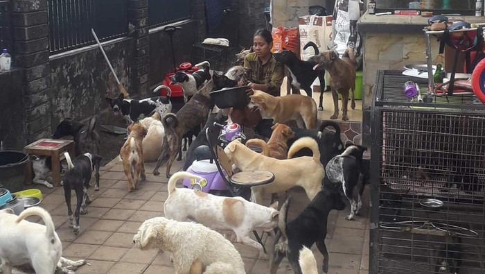 Arumy Sekar mengasuh 52 anjing hasil rescue di Bali, namun diminta mengurangi peliharannya hinggal maksimal 4 ekor saja.