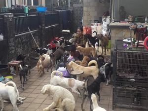Viral Wanita di Bali Asuh 52 Anjing-Diminta Kurangi Peliharaan Saat Pandemi
