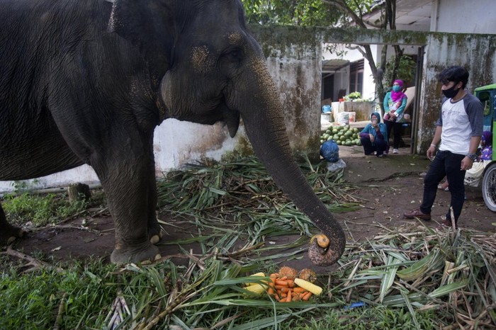 Kebun Binatang Medan