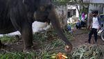 Foto: Satwa Kebun Binatang Medan Bertahan Hidup dari Sumbangan Warga