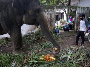 Satwa Kebun Binatang Medan Merana karena Corona