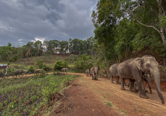 Gajah di Tempat Wisata Thailand Akhirnya Dipulangkan ke Hutan