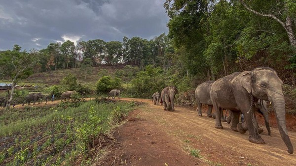 Gajah Thailand Mudik 150 Km Kembali ke Hutan