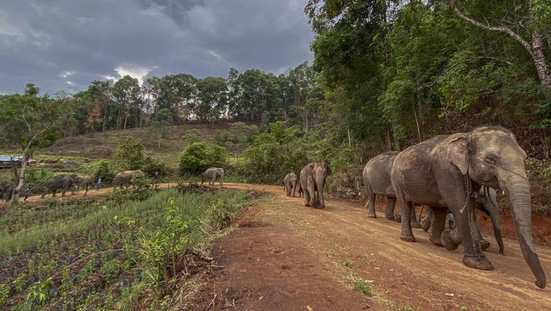 Gajah di Tempat Wisata Thailand Akhirnya Dipulangkan ke Hutan
