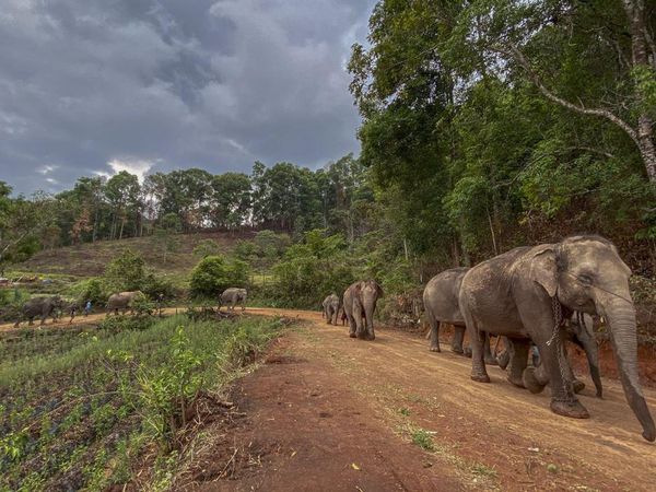 Gajah Thailand Mudik 150 Km Kembali ke Hutan