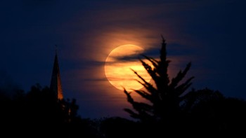 Inilah penampakan detail tentang Supermoon saat terbit di atas serangkaian pohon pada 7 Mei 2020 di Taunton, Inggris.  Getty Images/Clive Mason