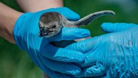 Penguin terakhir diberi nama Countess dari rumah sakit yang tak jauh dari kebun binatang, Countess of Chester. (Chester Zoo/Instagram)