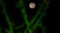 Fenomena ini juga sebetulnya sudah dapat dilihat sejak Rabu (6/5/2020). Ukuran supermoon diperkirakan 7 persen lebih besar dan 15 persen lebih cerah dari purnama biasanya. ANTARA FOTO/Yusuf Nugroho