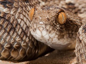 Mengenal Snake Ransomware, Ular Berbisa yang Lumpuhkan Honda