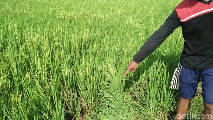 Lokasi kejadian wanita tewas kesetrum saat hendak mengairi sawah di Rembang, Jumat (8/5/2020).