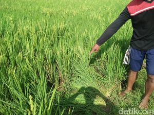Mengairi Sawah Bersama Suami, Wanita di Rembang Ini Tewas Kesetrum