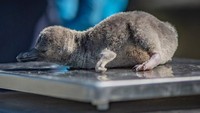 Saat ini, anak-anak penguin berada di sarang bersama induk dan ayah yang berbagi tugas untuk mengasuh mereka (Chester Zoo/Instagram)