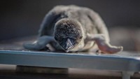 Penguin ketiga diberi nama Bevan dari seorang pendiri NHS yaitu Aneurin Bevan. Sedangkan nama untuk penguin keempat adalah Arrore diambil dari Rumah sakit Arrore Park. (Chester Zoo/Instagram)