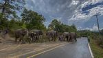 Gajah Thailand Mudik 150 Km Kembali ke Hutan