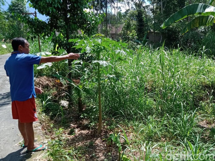 Wagimin menunjukkan area lokasi dirinya mendengar auman misterius, Klaten, Jumat (8/5/2020).