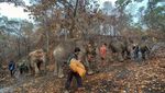 Gajah Thailand Mudik 150 Km Kembali ke Hutan