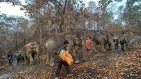 Perjalanan itu dimulai pada 30 April. Mereka berjalan melintasi bukit, jalanan beraspal, sampai jalan yang masih berupa tanah. Mereka disambut meriah saat sampai di tempat tujuan pada Senin (4/5/2020). Foto: Save Elephant Foundation via AP