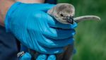 Potret Gemasnya Bayi-bayi Penguin dengan Nama Unik