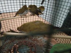 Amankan 1.266 Burung Pleci Ilegal di Medan, KLHK Tangkap 2 Pelaku
