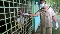 Imbas penutupan ini juga menimpa para pegawai kebun binatang. Salah satu karyawan mengatakan bahwa yang bekerja di sana hanya setengah dari total seluruh karyawan. (Foto: Binsar Bakkara/AP)