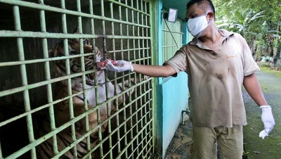 Foto: Satwa Kebun Binatang Medan Bertahan Hidup dari Sumbangan Warga