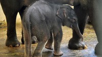 Bayi gajah Sumatera berkelamin jantan bersama induknya di kandang Taman Safari Indonesia (TSI) Cisarua, Kabupaten Bogor, Jawa Barat, Jumat (8/5/2020).