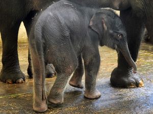 Lahir Saat Pandemi, Bayi Gajah Sumatera Ini Bernama COVID