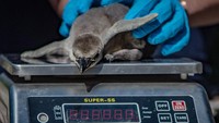 Kebun binatang juga membantu induk penguin untuk merawat anak mereka. Bayi penguin rutin ditimbang, selama 3 minggu ukuran mereka bisa 3x lipat lebih besar. (Chester Zoo/Instagram)