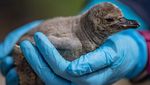 Potret Gemasnya Bayi-bayi Penguin dengan Nama Unik