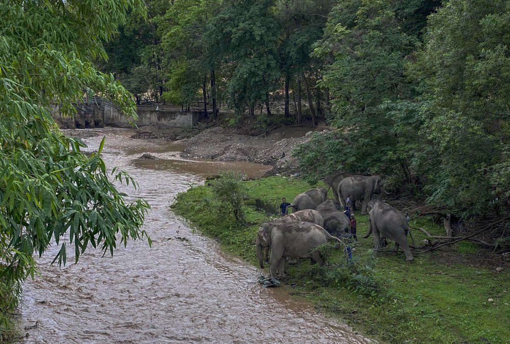 Gajah di Tempat Wisata Thailand Akhirnya 'Mudik' ke Hutan