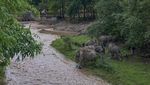Gajah Thailand Mudik 150 Km Kembali ke Hutan