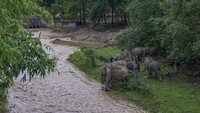 Tak hanya gajah-gajah di Chiang Mai, gajah lainnya di Distrik Tha Tum juga menyambut 40 ekor gajah bulan lalu.  (Foto: Save Elephant Foundation via AP)