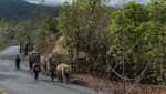 Gajah Thailand Mudik 150 Km Kembali ke Hutan