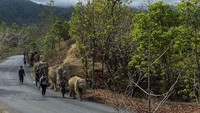 Gajah-gajah ini akhirnya dipulangkan karena banyak tempat penangkaran yang sudah tak mampu memberikan mereka makanan. Selain itu, gajah-gajah juga diharapkan dapat hidup lebih nyaman di habitat aslinya. (Foto: Save Elephant Foundation via AP)