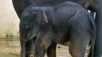 Bayi gajah Sumatera yang ke-29 di TSI Bogor yang lahir pada tanggal 28 April 2020 dengan berat 82,25 kg dan tinggi 90 cm tersebut diberi nama COVID karena dilahirkan saat pandemi COVID-19 di Indonesia.