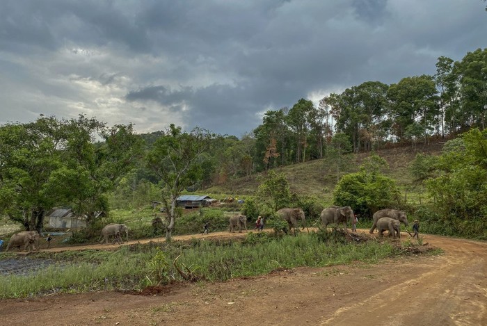 Gajah di Tempat Wisata Thailand Akhirnya Dipulangkan ke Hutan