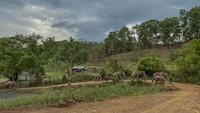 Diwartakan Associated Press, Save Elephant Foundation yang berada di utara Chiang Mai menginisiasi kembalinya gajah-gajah ini ke habitat aslinya.  (Foto: Save Elephant Foundation via AP)