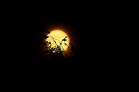 Potret Keindahan Supermoon di Berbagai Penjuru Dunia

Keindahan bulan purnama besar atau Supermoon menjadi fenomena terakhir di tahun 2020. Ini juga terlihat jelas hampir diberbagai belahan dunia. Beginilah foto-fotonya.