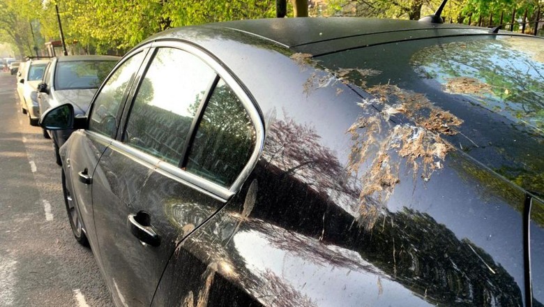 Kotoran burung menempel di mobil Kotoran burung menempel di mobil