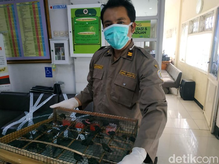 Pandemi Corona tidak menyurutkan minat penghobi burung berkicau untuk menambah koleksi. Sayangnya, 980 burung dari Balikpapan tidak dilengkapi dokumen karantina.
