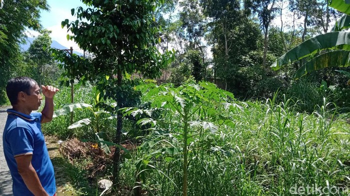 Wagimin menunjukkan area lokasi dirinya mendengar auman misterius, Klaten, Jumat (8/5/2020).