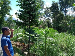 Auman Misterius di Lereng Gunung Merapi Klaten Diduga Suara Macan Tutul