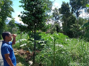 Auman Misterius di Lereng Gunung Merapi Klaten Diduga Suara Macan Tutul